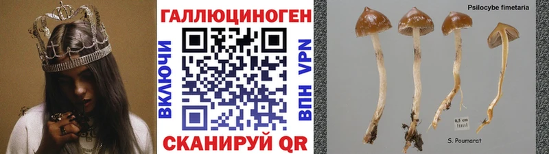 магазин наркотиков Тында Галлюциногенные грибы Psilocybe