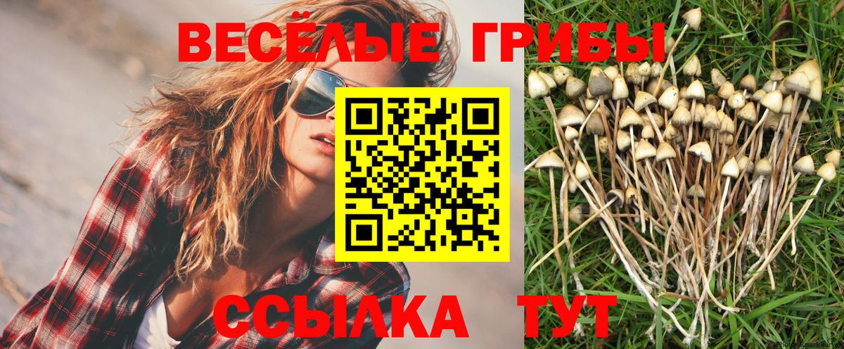 Тында  Галлюциногенные грибы GOLDEN TEACHER  Галлюциногенные грибы Magic Shrooms  Вход с VPN 